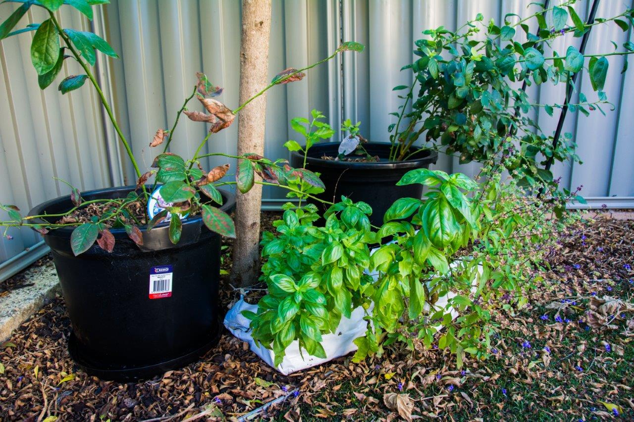 How to water plants with your AC Backyard to Banquet