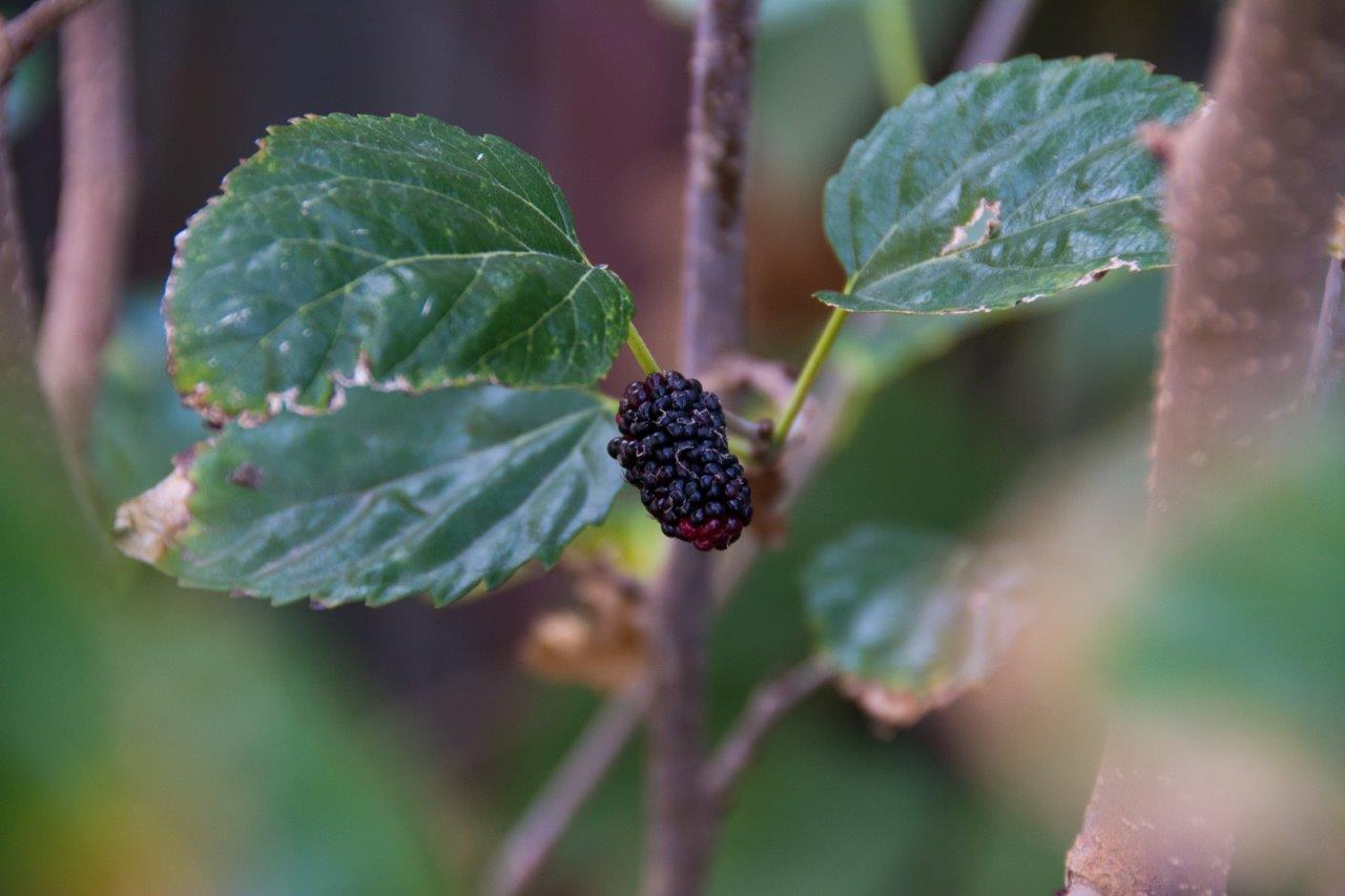 Fresh home grown mulberries