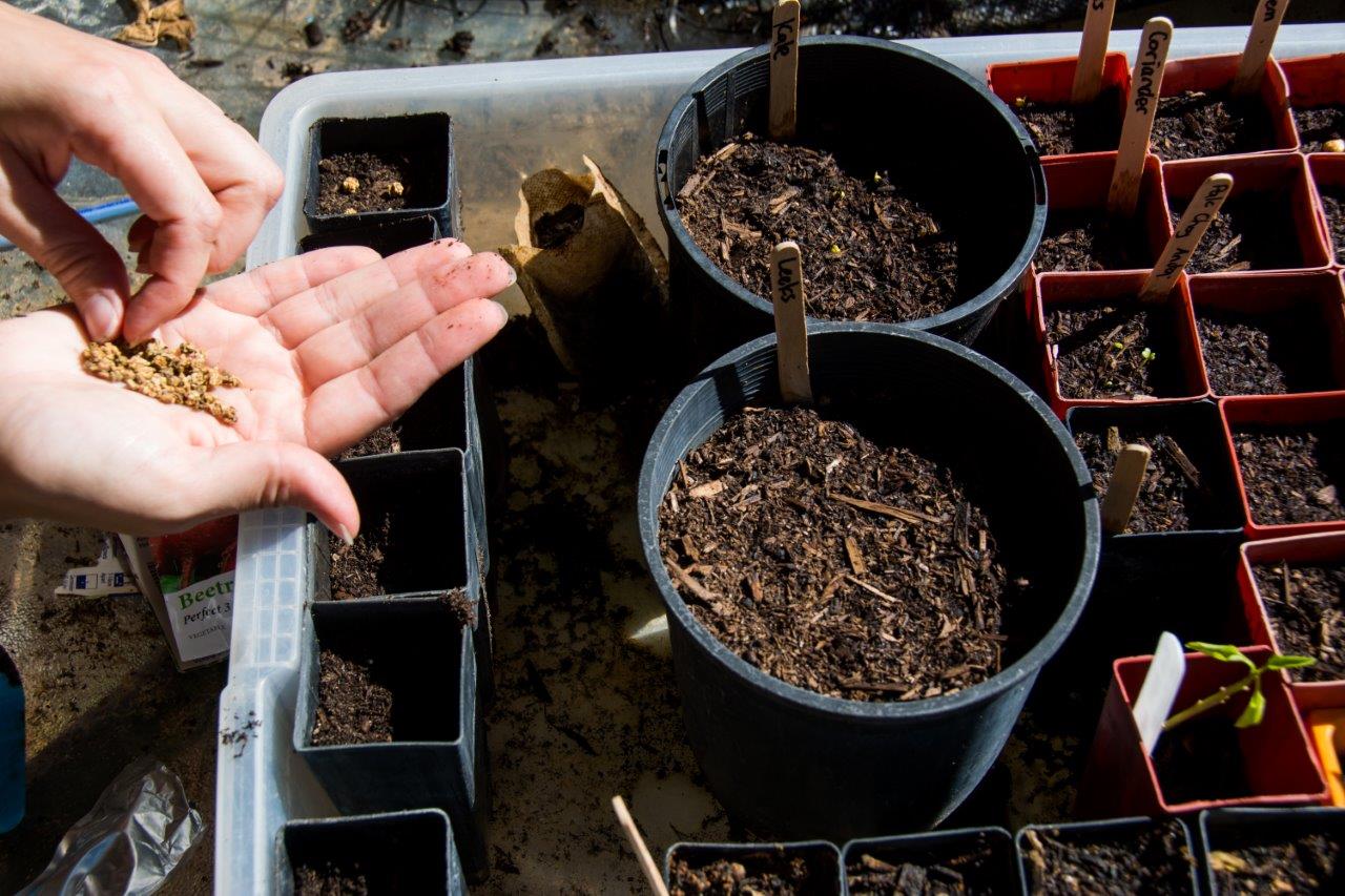 Planting seeds